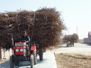 cotton tree